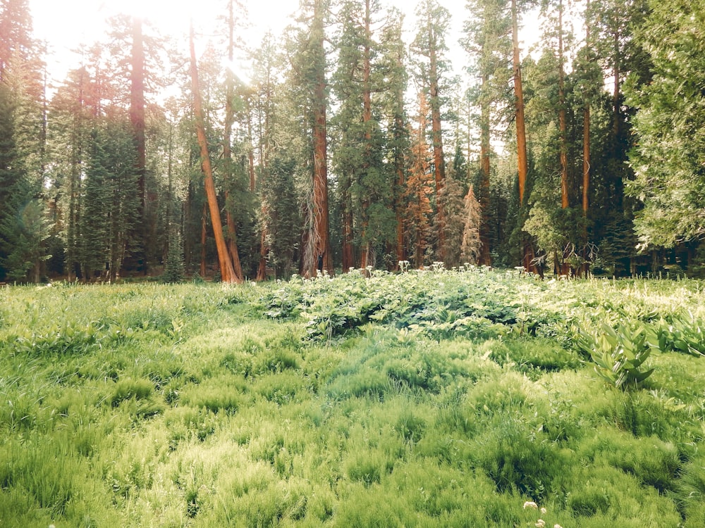 green grass field near trees during daytime