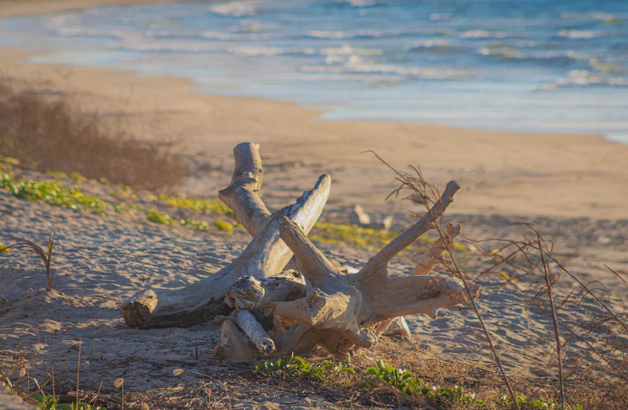 brown wood log on brown sand near body of water during daytime