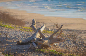 brown wood log on brown sand near body of water during daytime