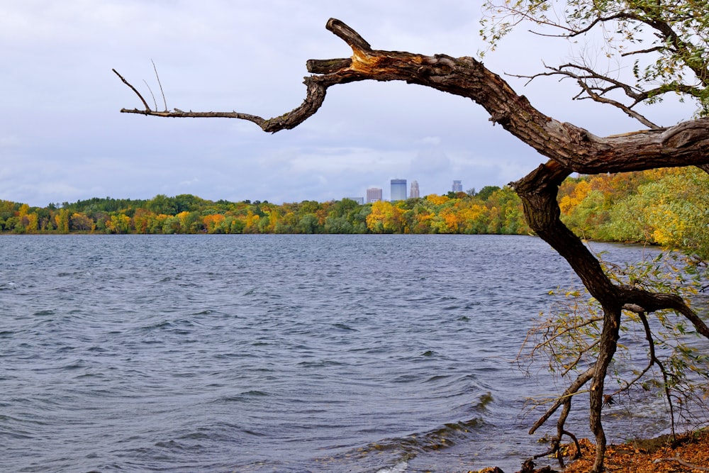 brown tree branch on body of water during daytime