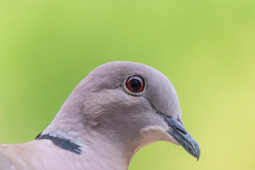 white and brown bird with green eyes