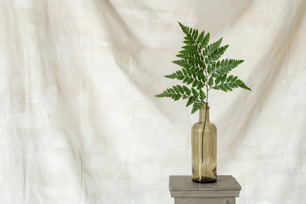 green plant in glass vase on black wooden table