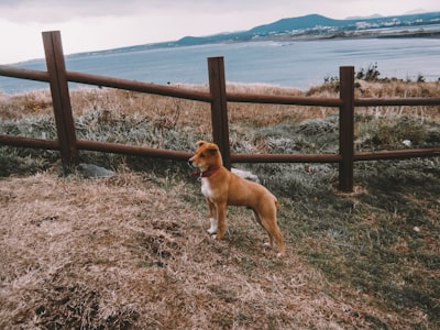 brown and white short coated medium sized dog on brown grass field during daytime doggo google meet background