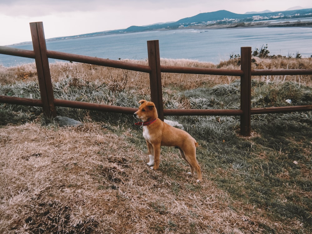 brown and white short coated medium sized dog on brown grass field during daytime