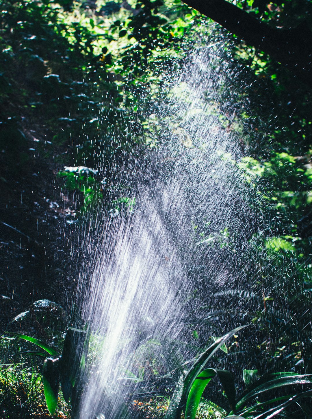 water falling from green moss