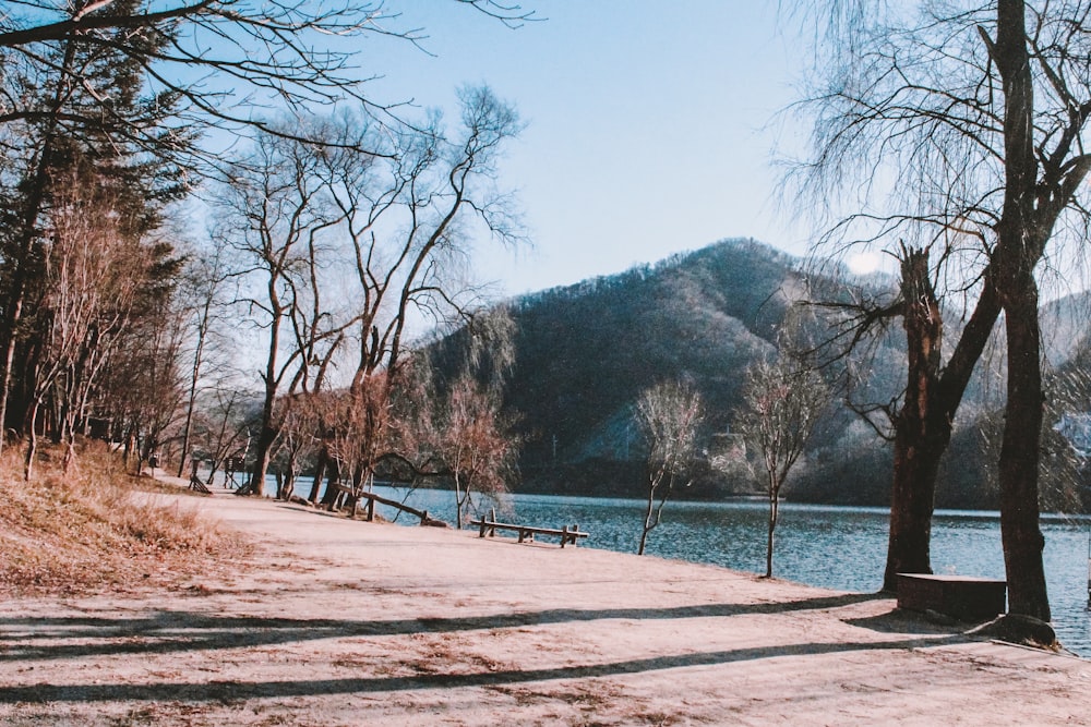 brown trees near body of water during daytime