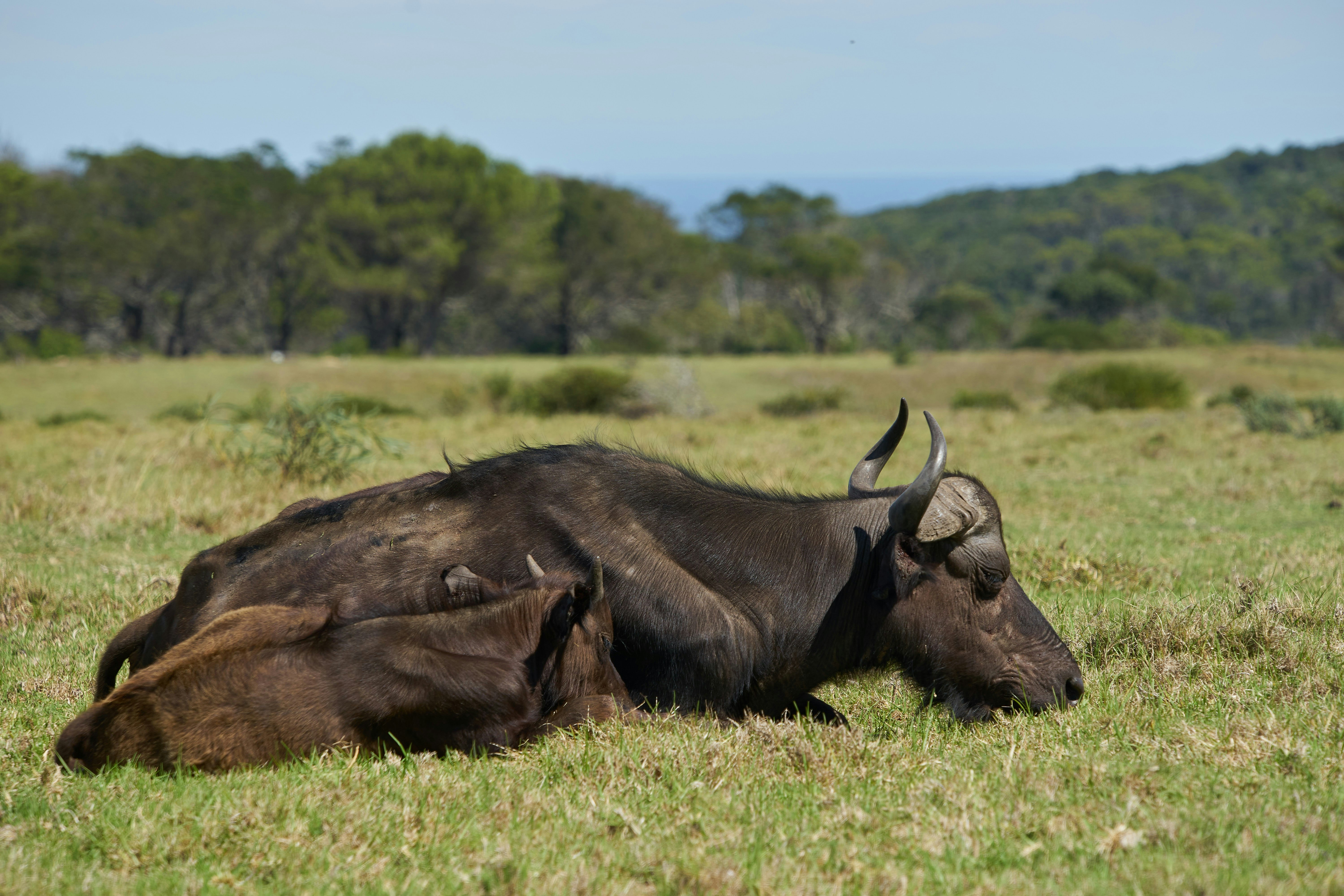 brown water buffalo on green grass field during daytime