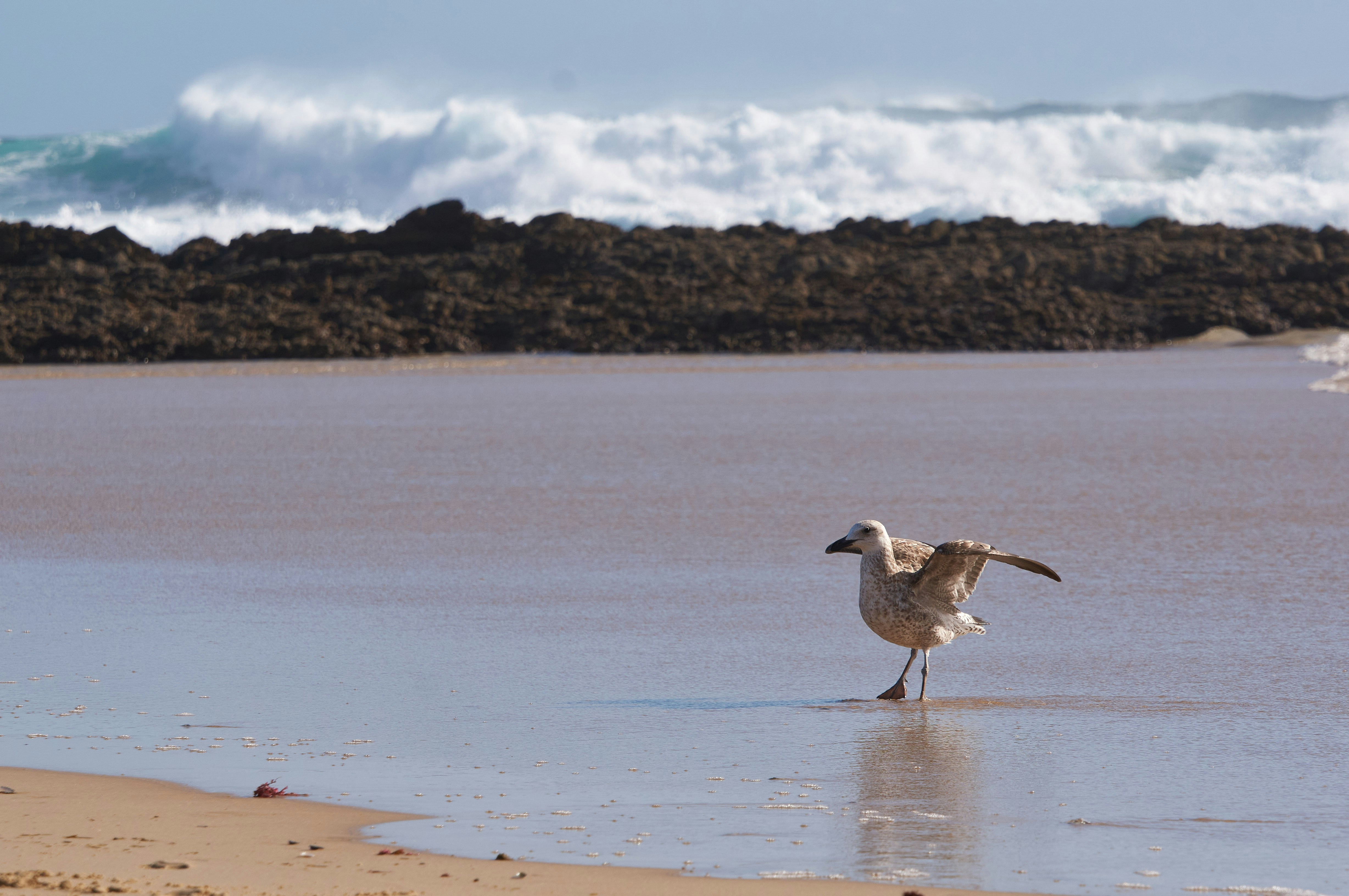 Photo by wolfgang_hasselmann