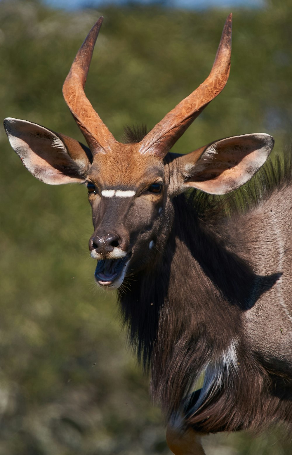 brown deer on green grass during daytime