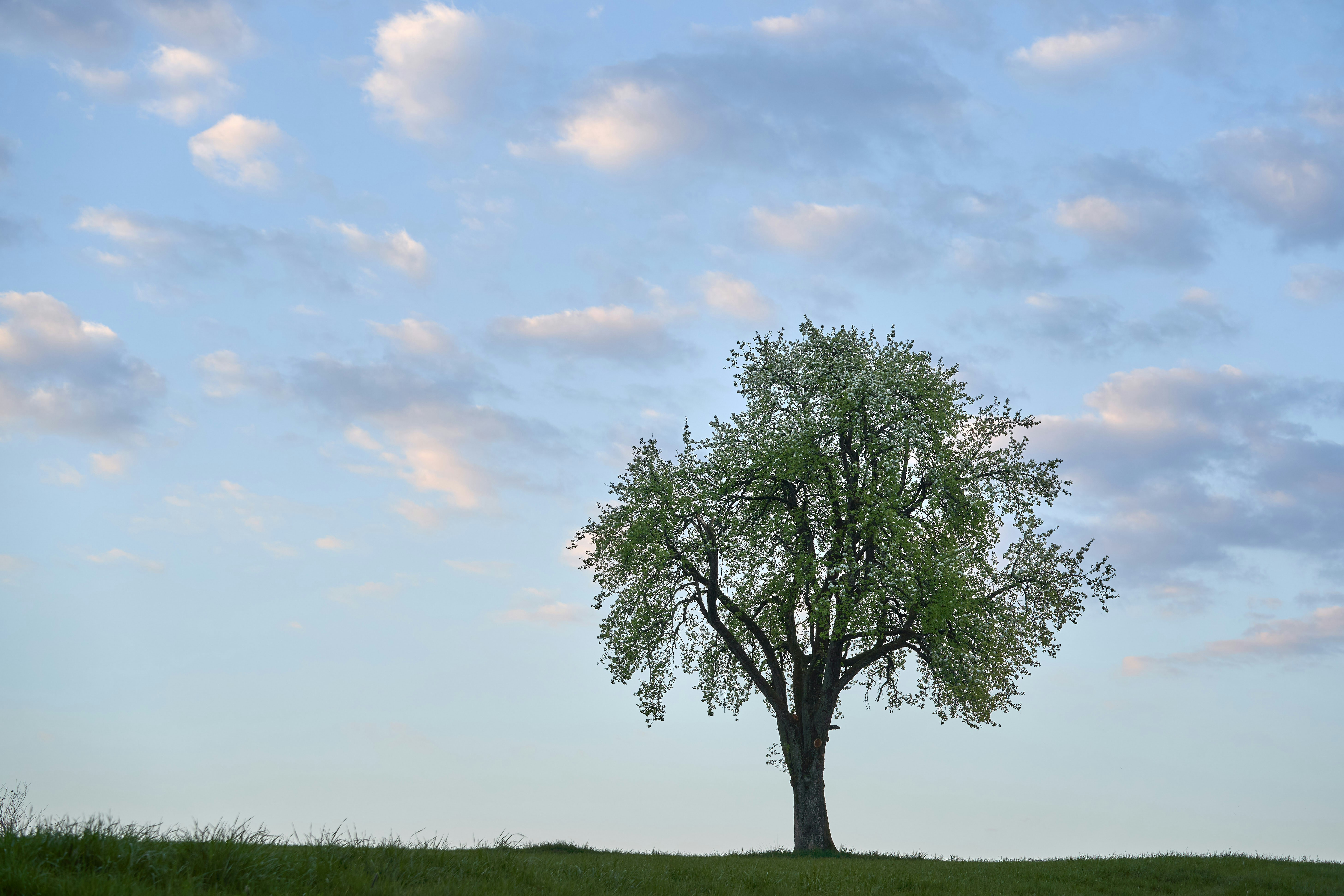 Photo by wolfgang_hasselmann