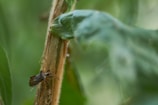 A close-up view of a brown insect on a plant stem, surrounded by green leaves with a blurred background.