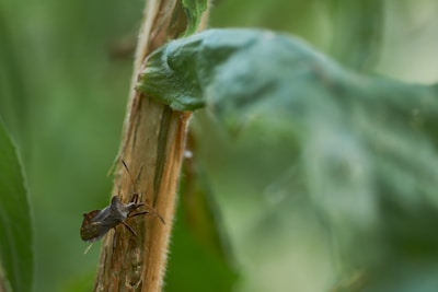A close-up view of a brown insect on a plant stem, surrounded by green leaves with a blurred background.