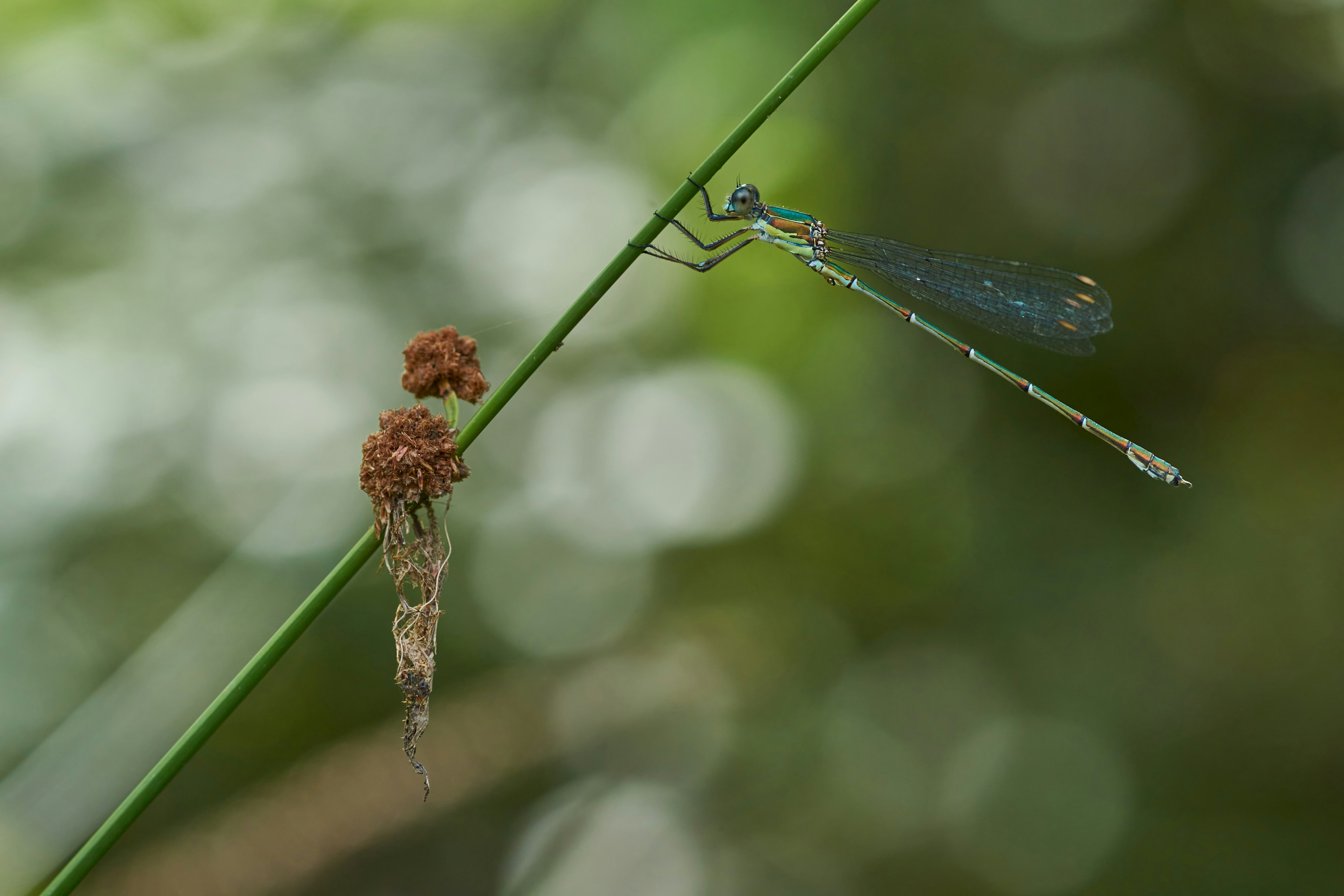 Photo by wolfgang_hasselmann