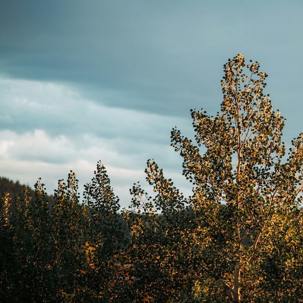 green and brown trees under blue sky during daytime