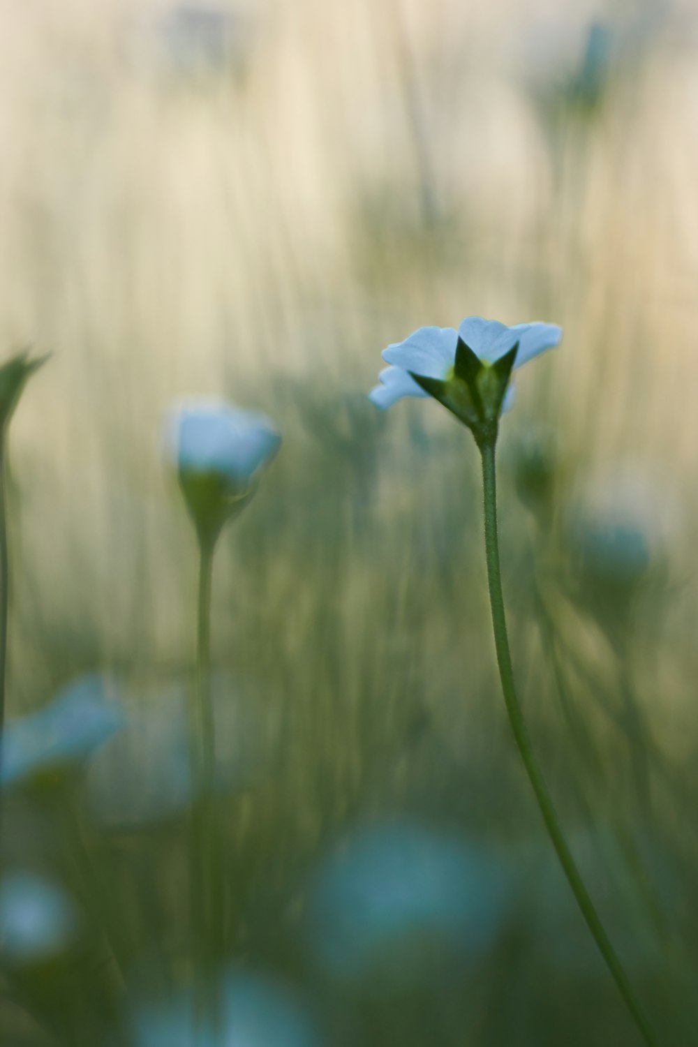 white flower in tilt shift lens