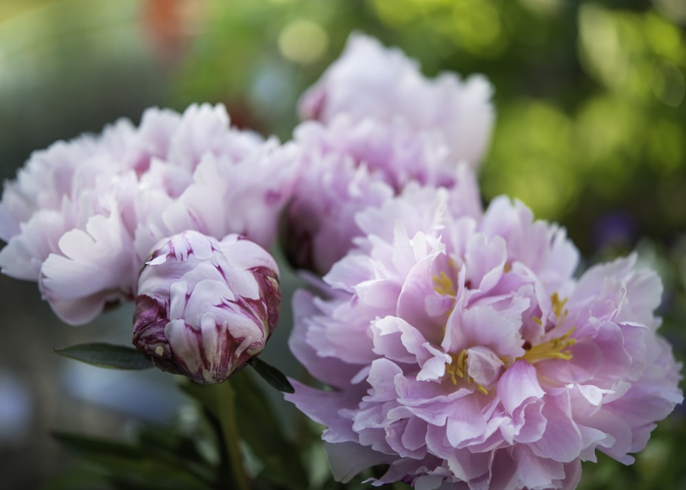 pink flowers in tilt shift lens