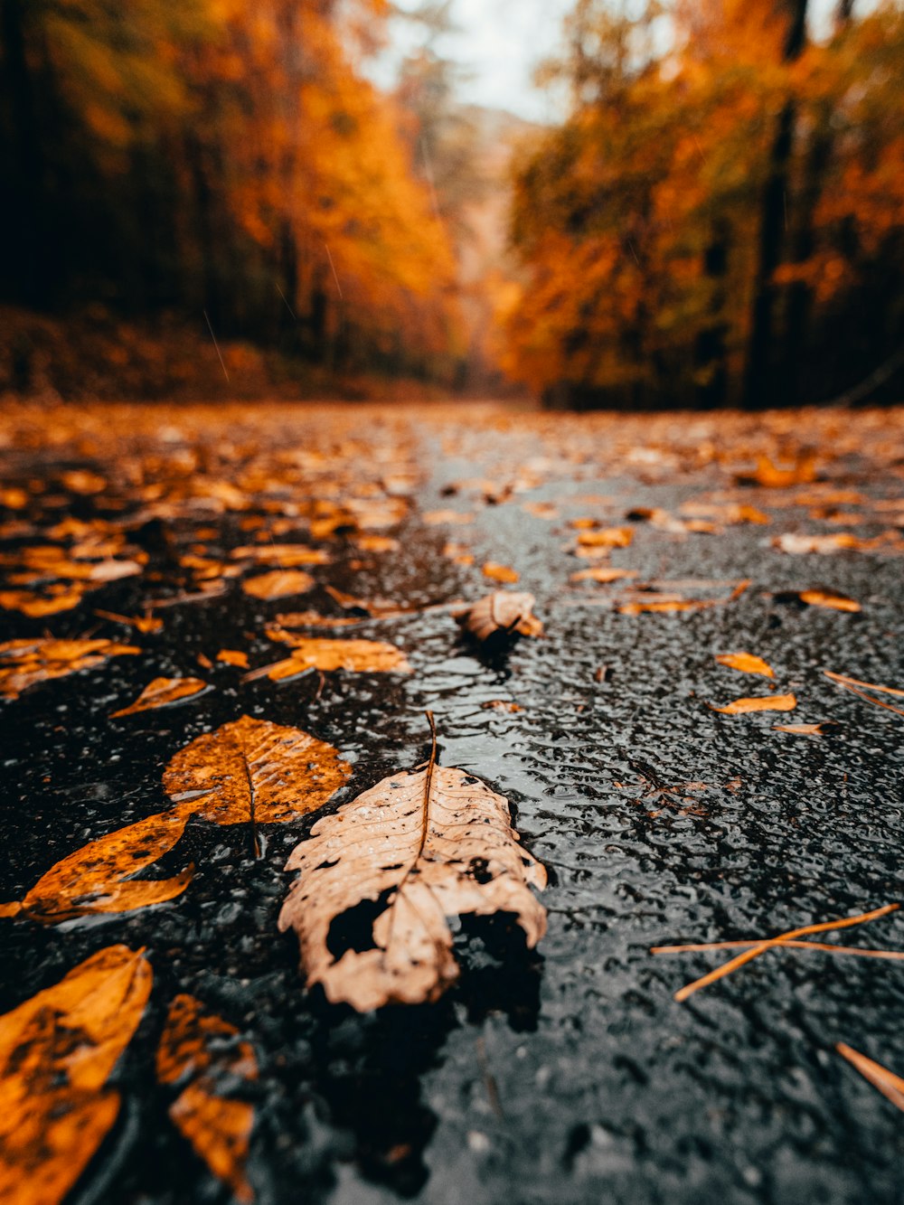 brown dried leaves on ground