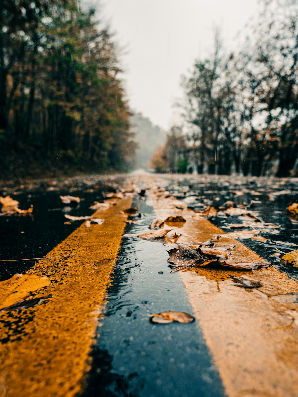 日中の道路の茶色い枯葉