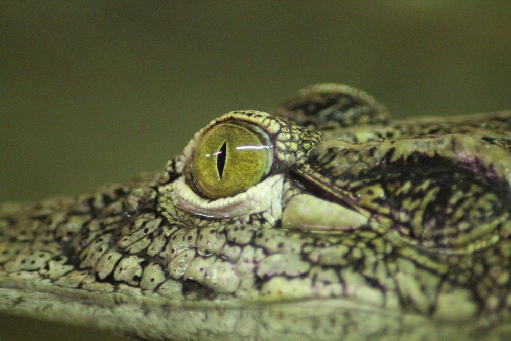 brown and black crocodile eye