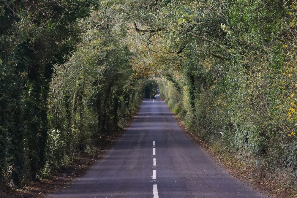 route en béton gris entre les arbres verts pendant la journée