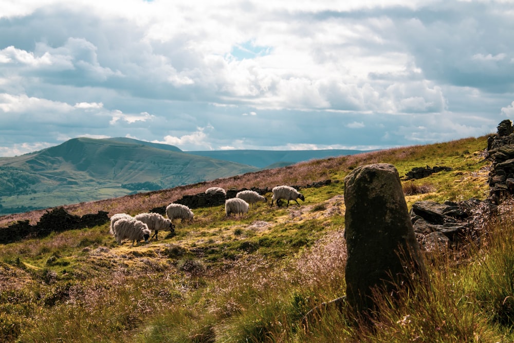 pecore sul campo di erba verde sotto nuvole bianche durante il giorno