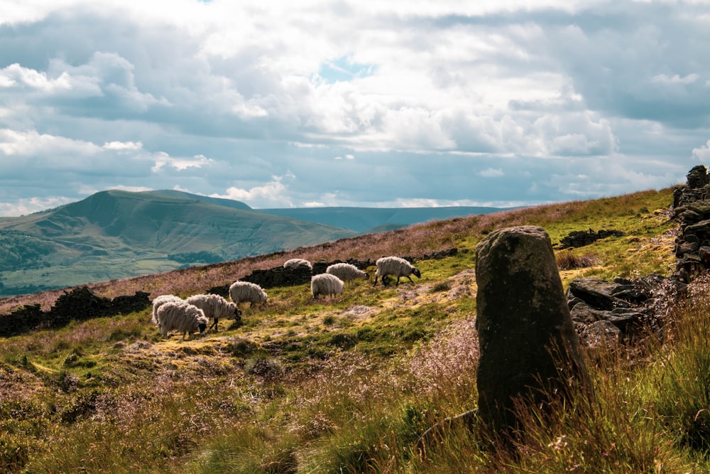 sheep on green grass field under white clouds during daytime