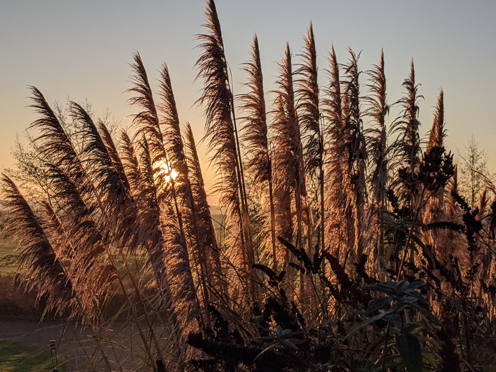 brown wheat field during sunset