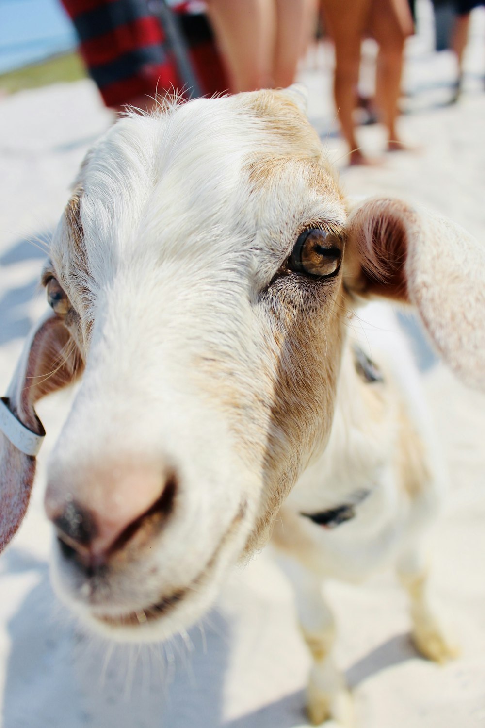 white and brown cow during daytime