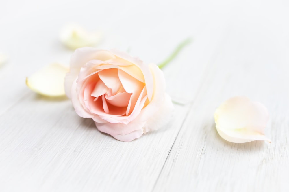 white rose on white wooden table