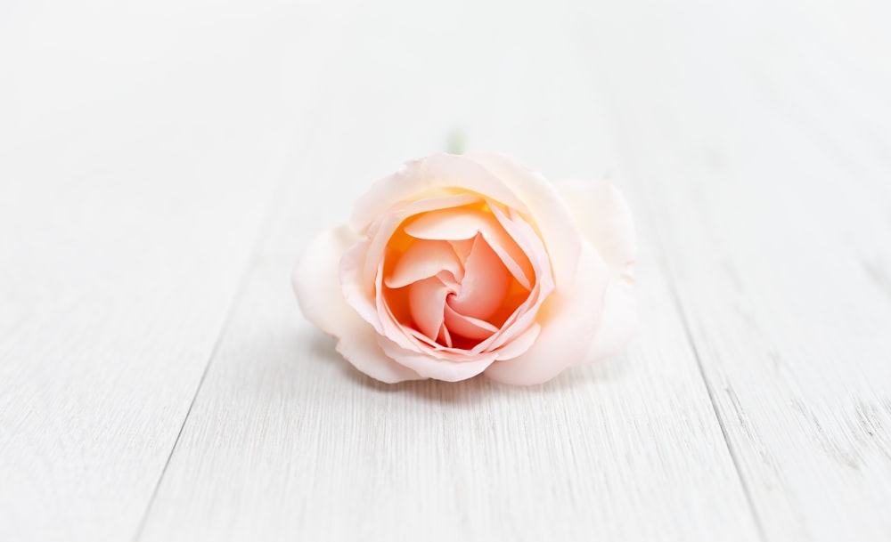 rosa blanca sobre mesa blanca