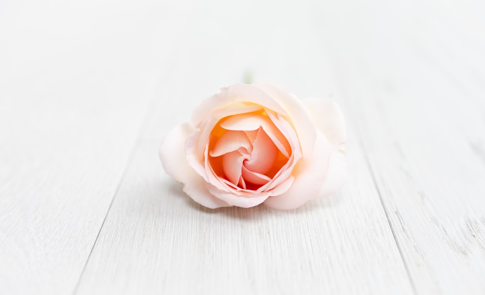 white rose on white table