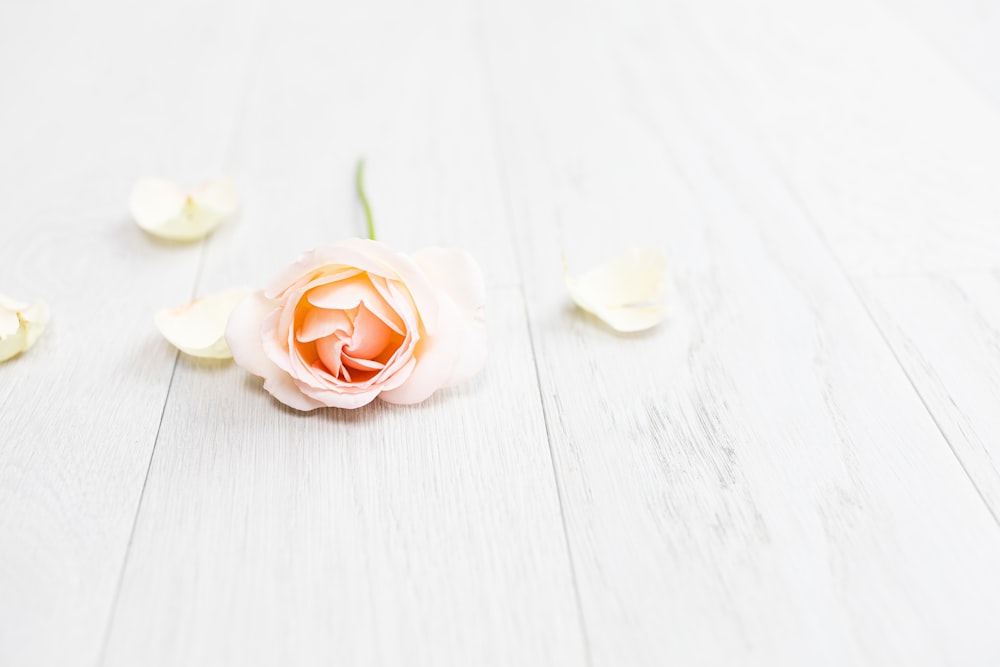 rosa blanca y rosa sobre mesa de madera blanca