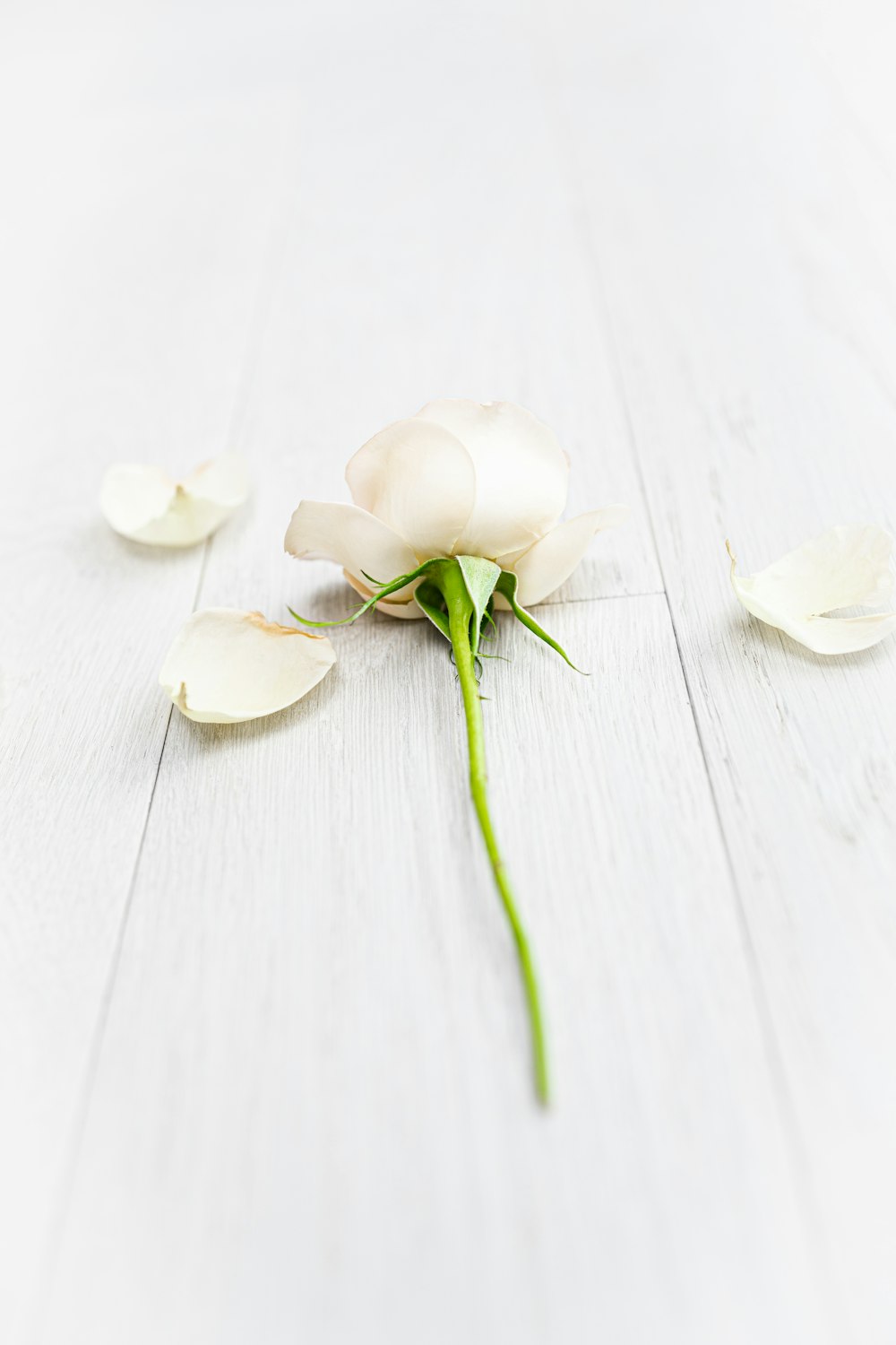 flor blanca sobre mesa de madera blanca