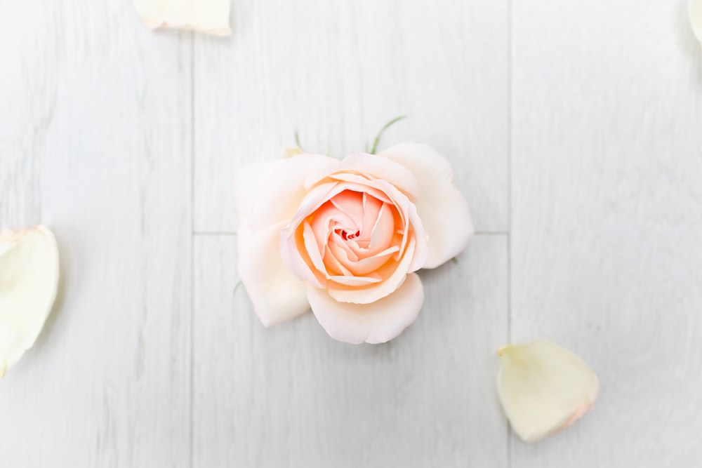white and pink rose on white wooden table