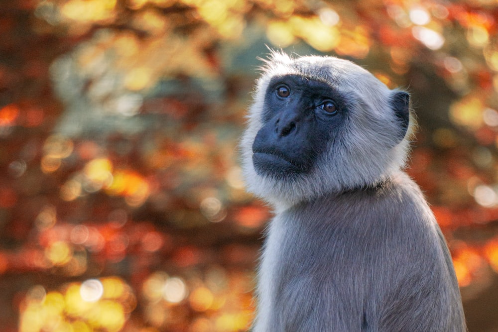 gray monkey standing on brown tree branch during daytime