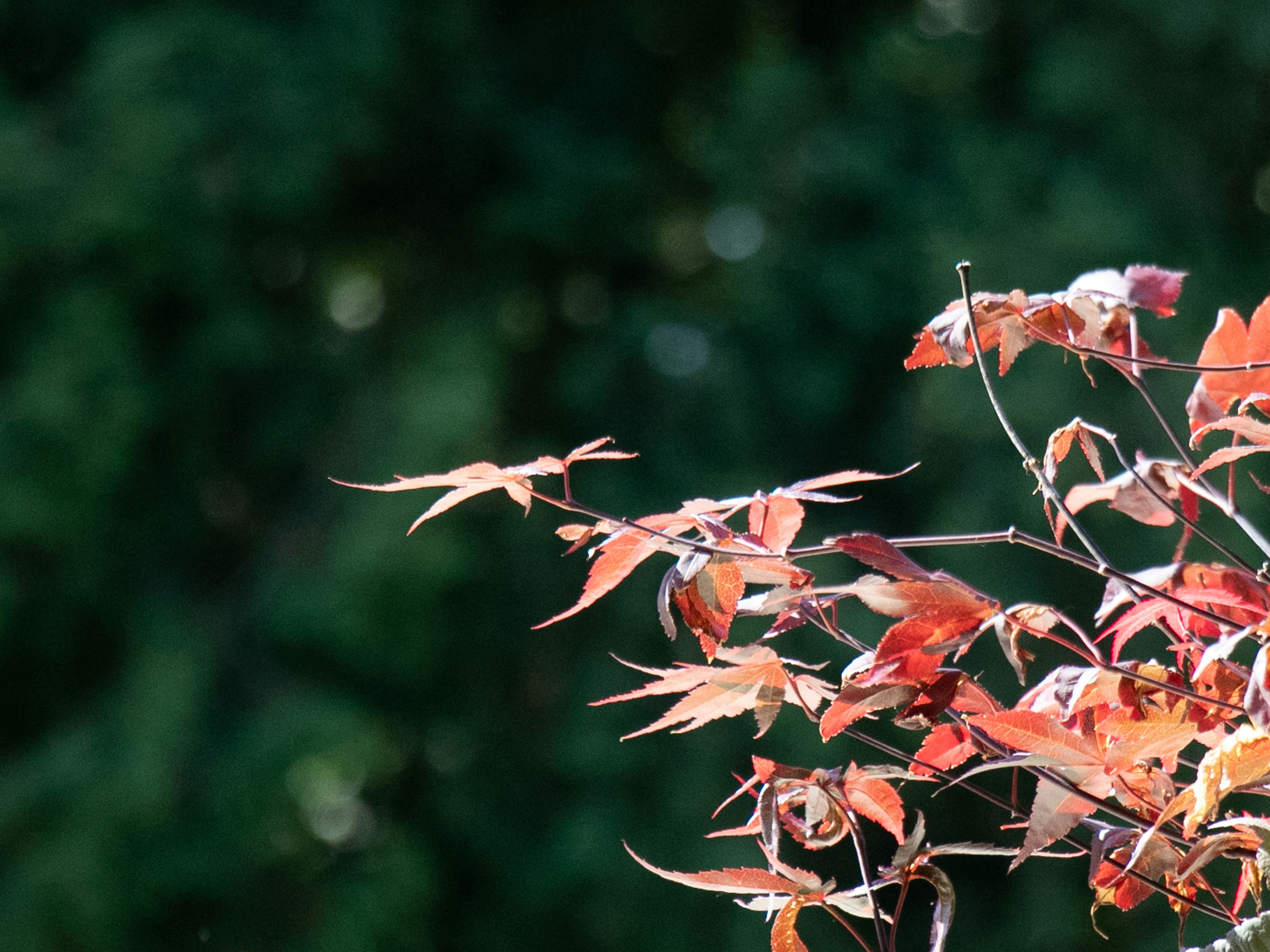 茶色の茎に赤い葉の写真 Unsplashで見つけるカーメルの無料写真