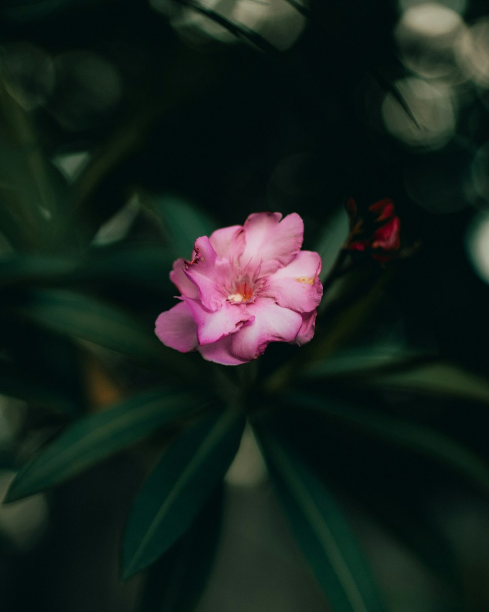 pink flower in tilt shift lens