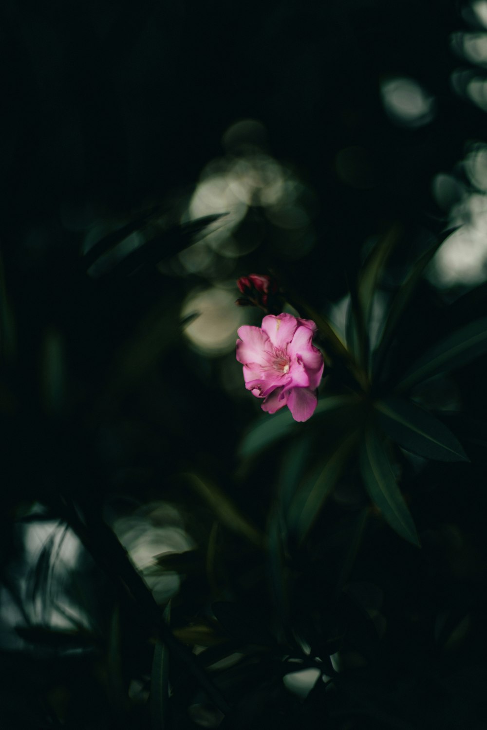 pink flower in tilt shift lens