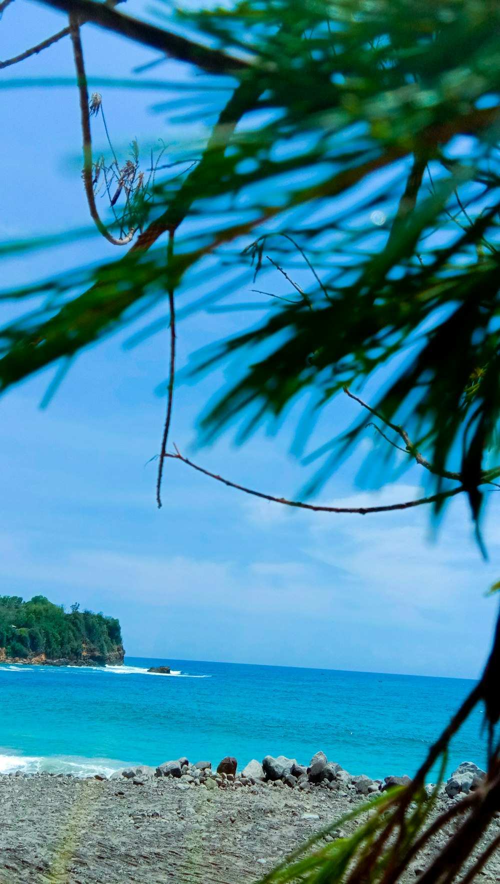 green palm tree near body of water during daytime