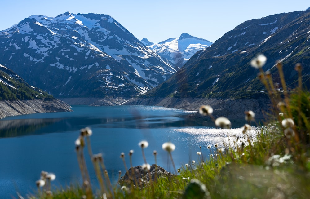 white birds on green grass near lake and snow covered mountains during daytime