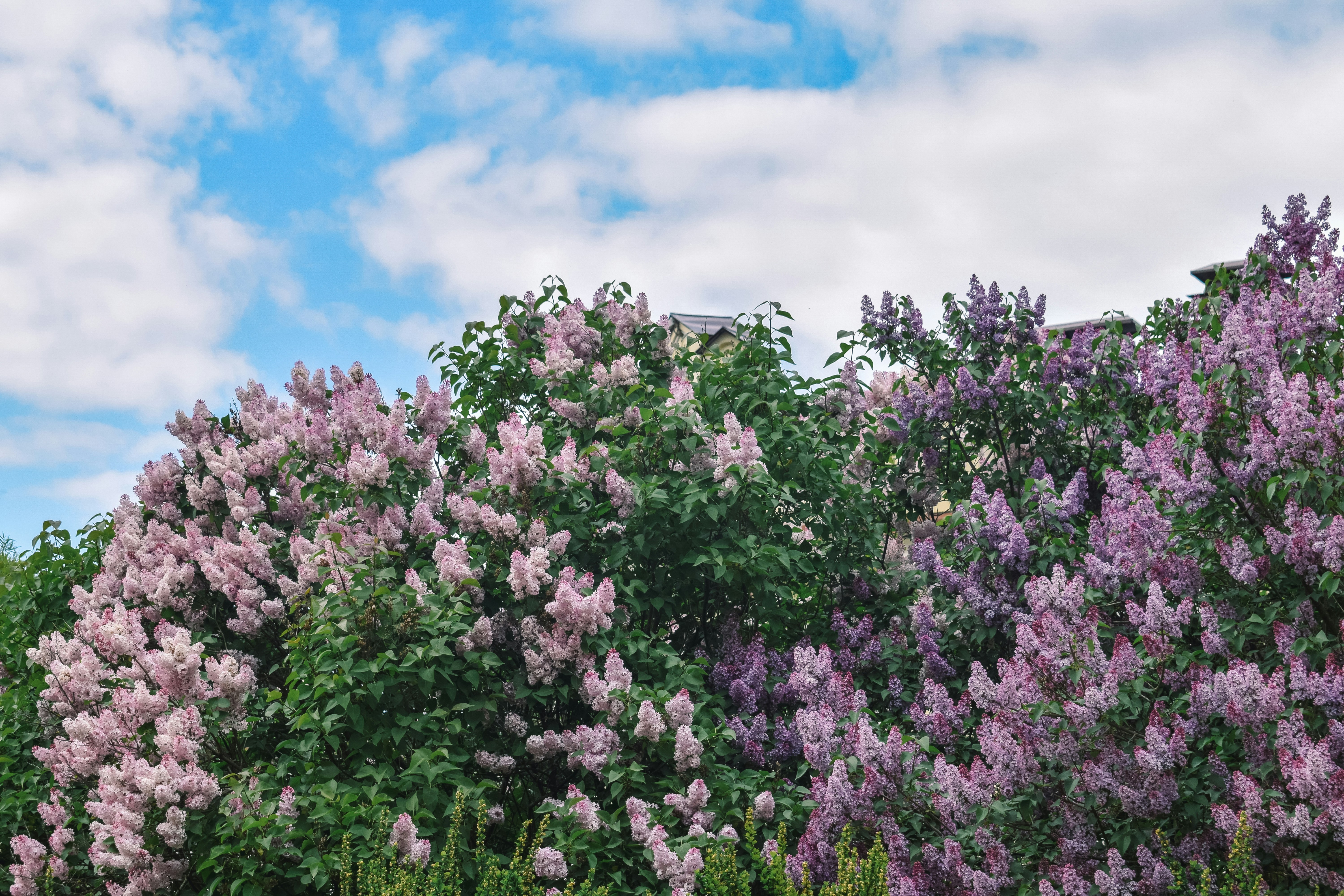 Photo by darya_tryfanava