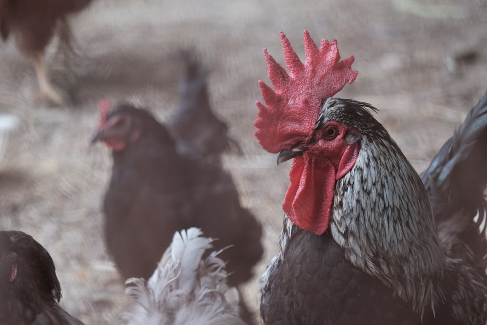 white and black rooster in close up photography