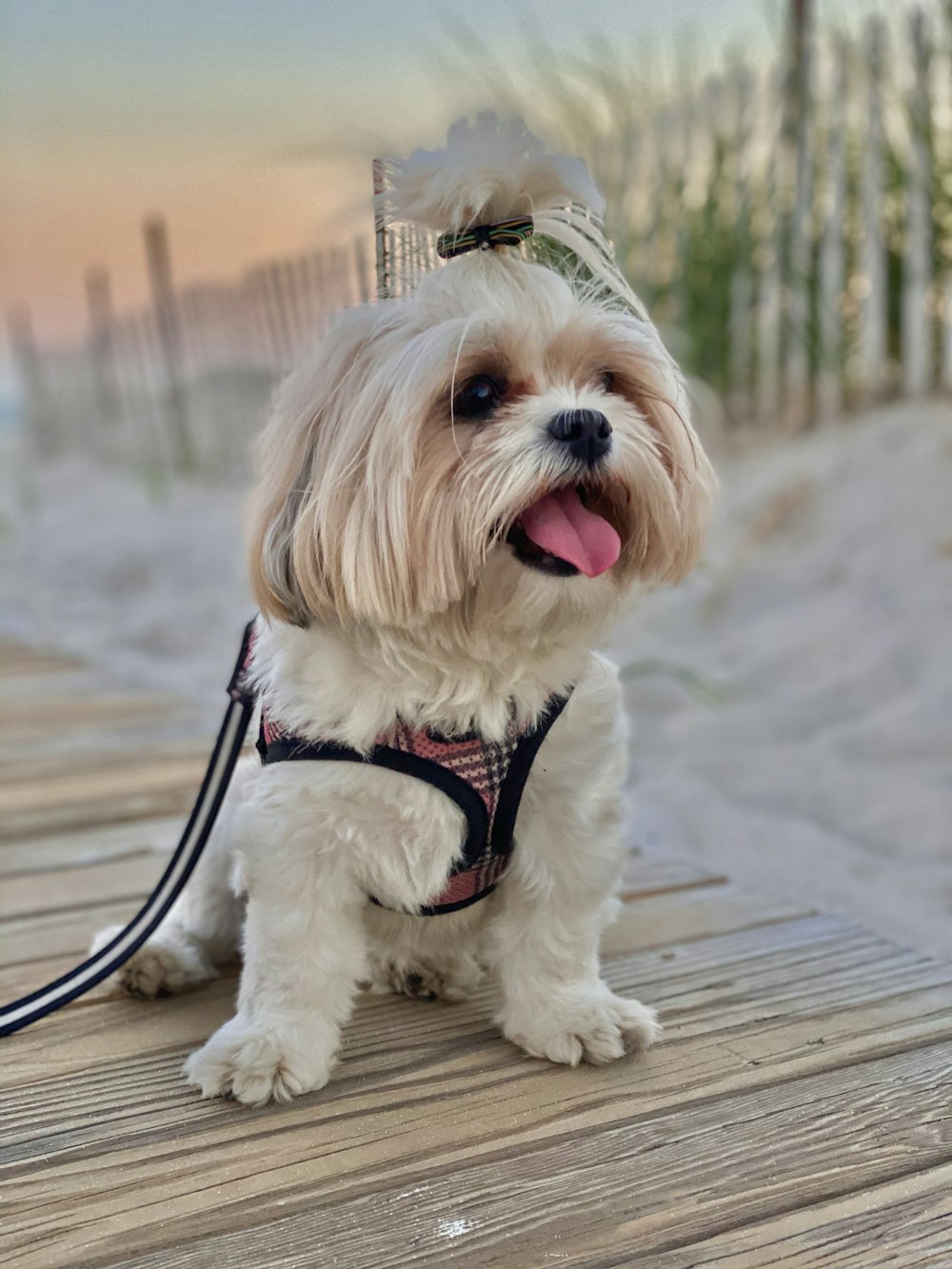 white long coat small dog with black leash