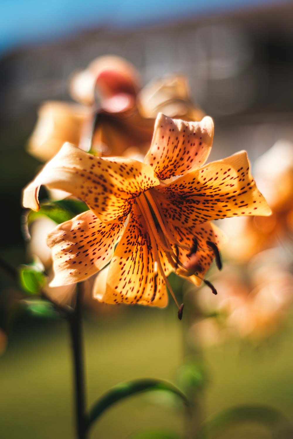 brown and black flower in tilt shift lens