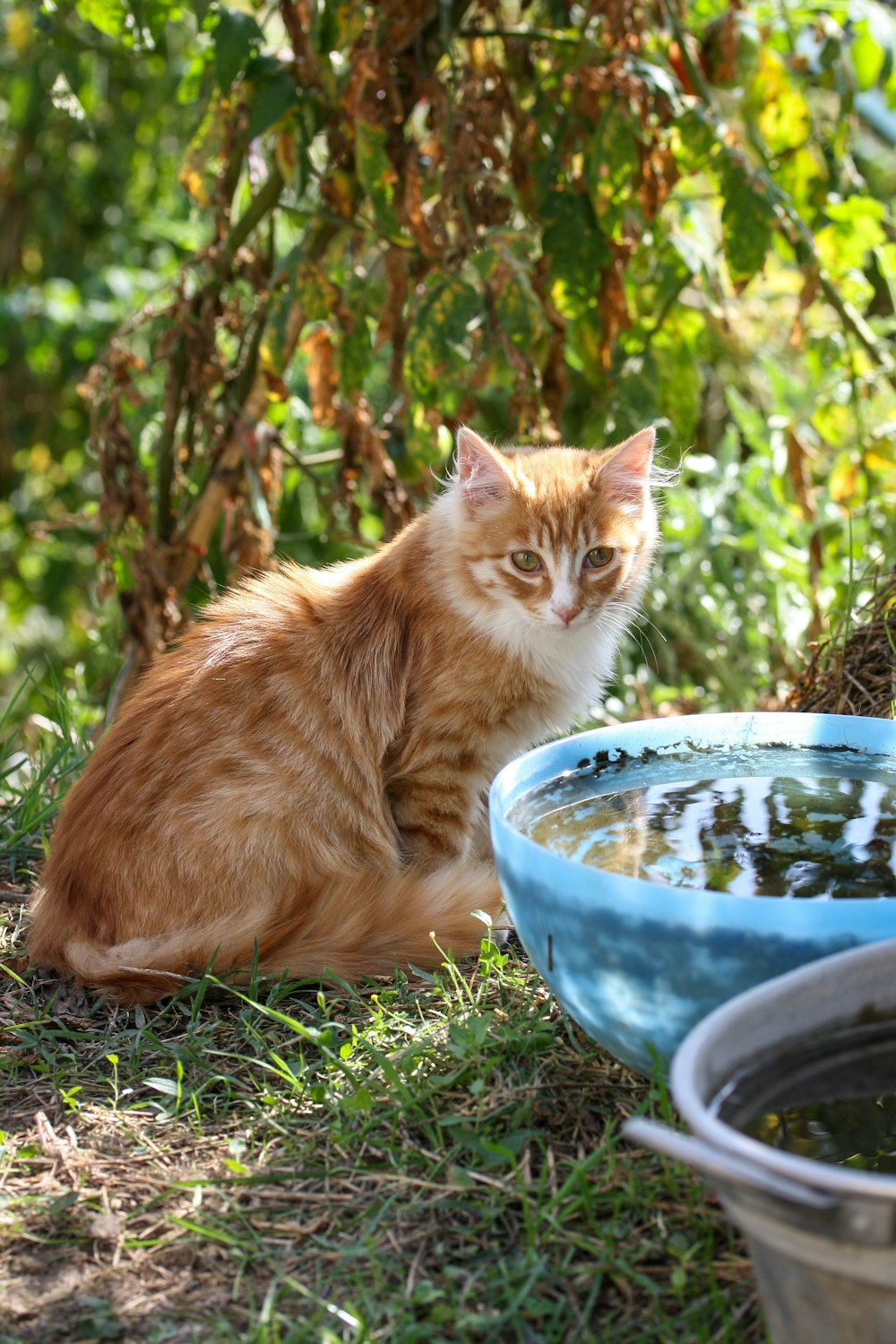 orange tabby cat on blue ceramic bowl