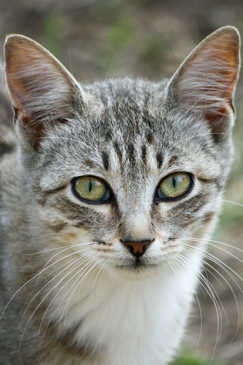 silver tabby cat in close up photography