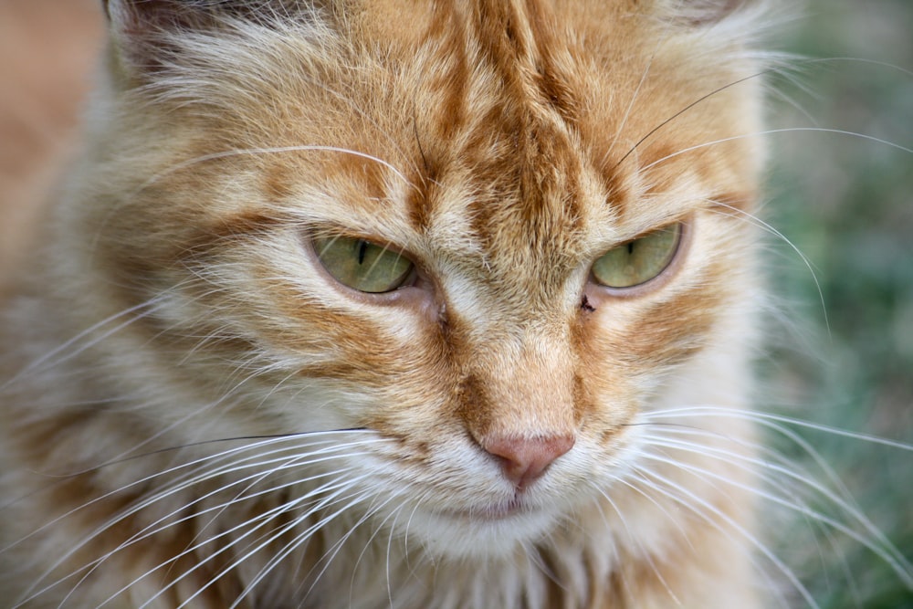 orange tabby cat in close up photography