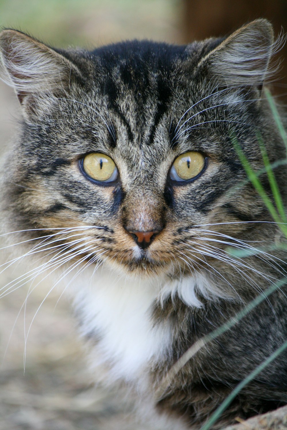 brown tabby cat in close up photography