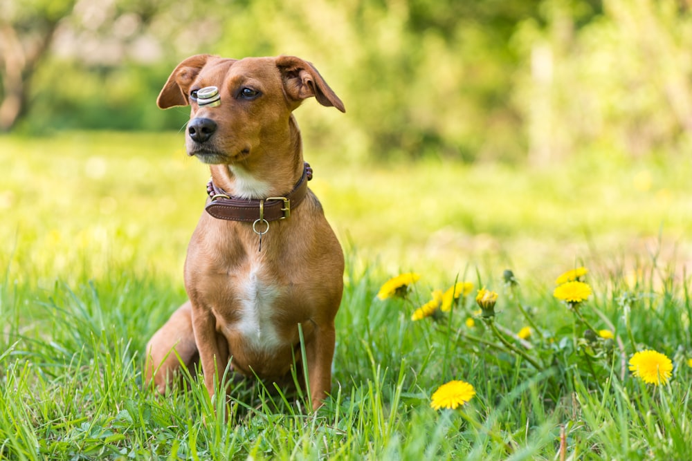 brown short coated dog on green grass field during daytime