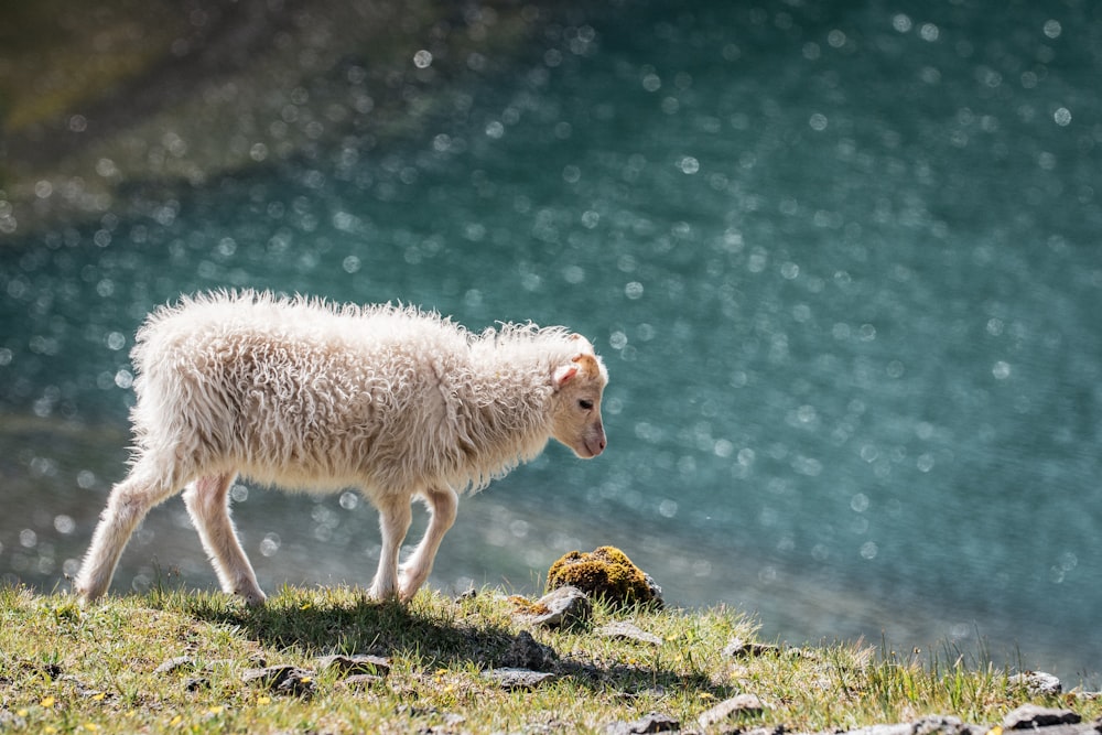 white long coated animal on green grass during daytime